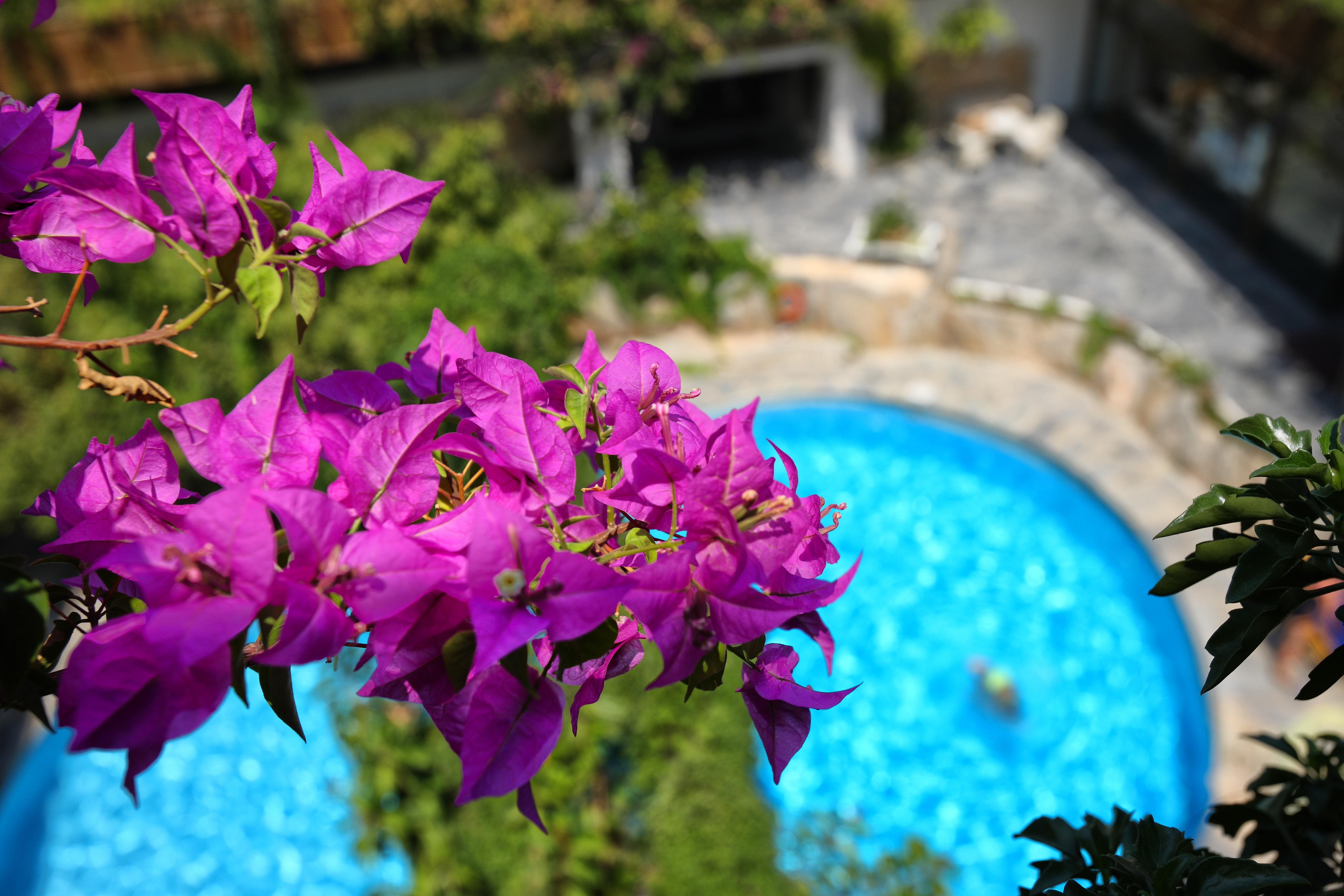 Sitia Beach City Resort & Spa Esterno foto Bougainvillea flowers